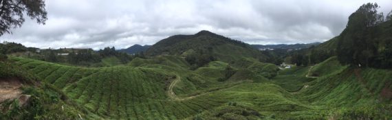 A tea plantation in the Cameron Highlands