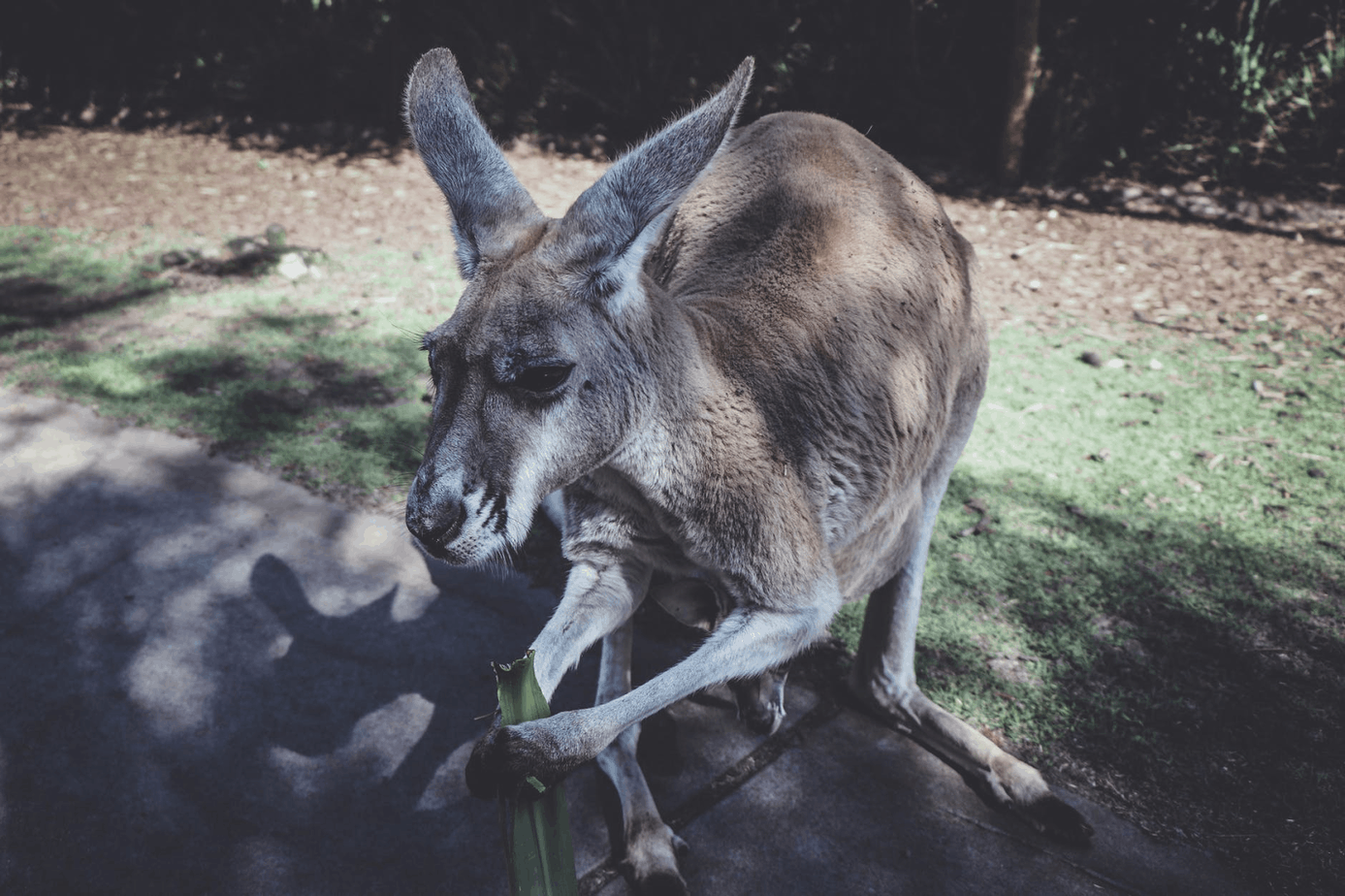 Why You Should Visit Australia: The Wildlife